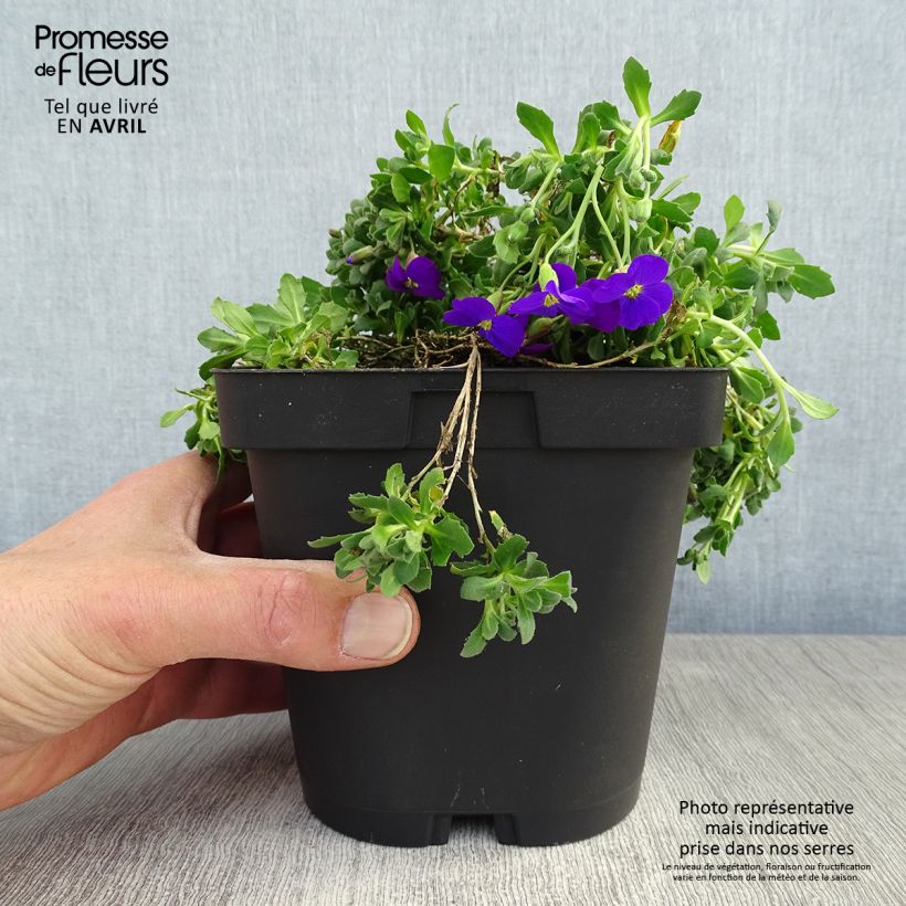 Spécimen de Aubriète violette - Aubrieta Cascade Purple Pot de 2/3 L tel que livré au printemps