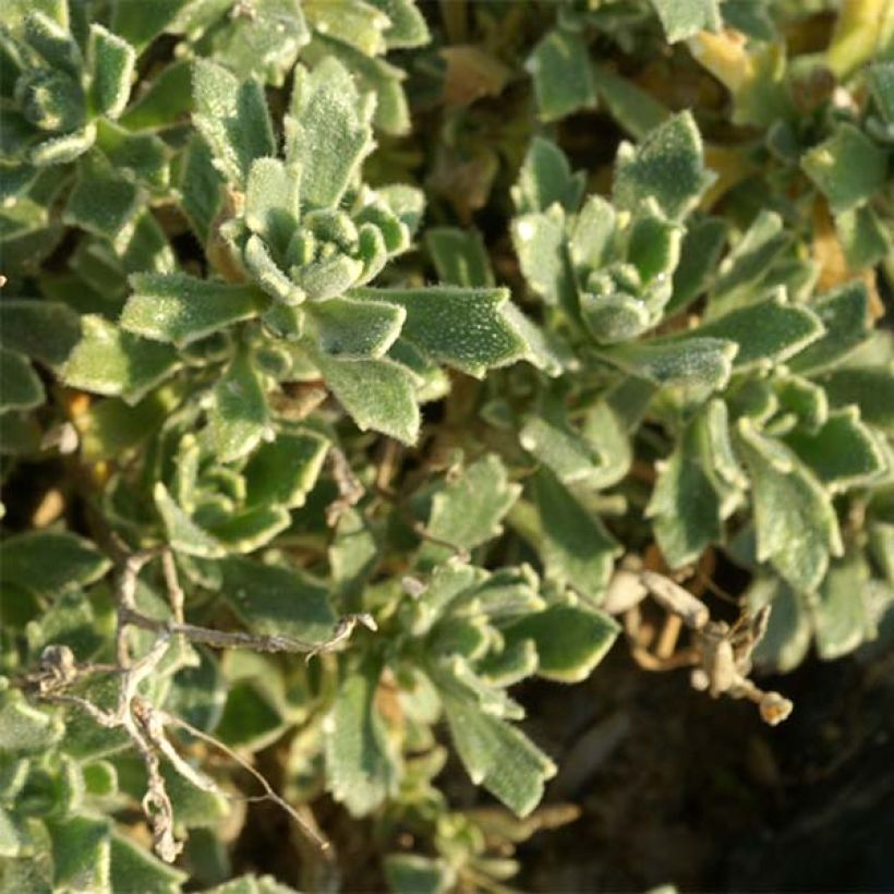 Aubriète, Aubrietia Argenteovariegata (Feuillage)