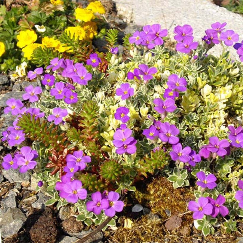 Aubriète, Aubrietia Argenteovariegata (Floraison)