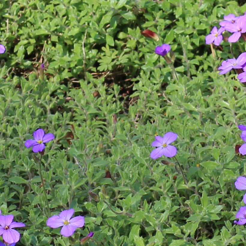 Aubrieta canescens ssp. cilicica - Aubriète (Feuillage)