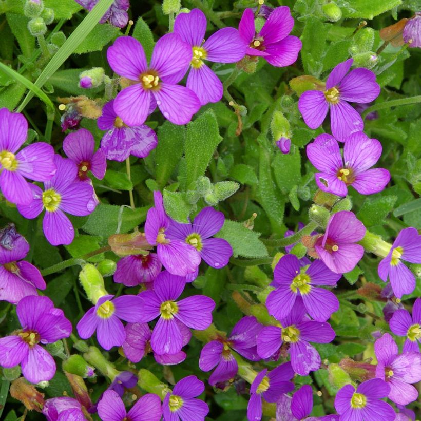 Aubrieta canescens ssp. cilicica - Aubriète (Floraison)