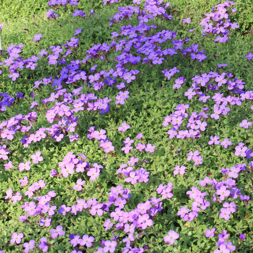 Aubrieta canescens ssp. cilicica - Aubriète (Port)