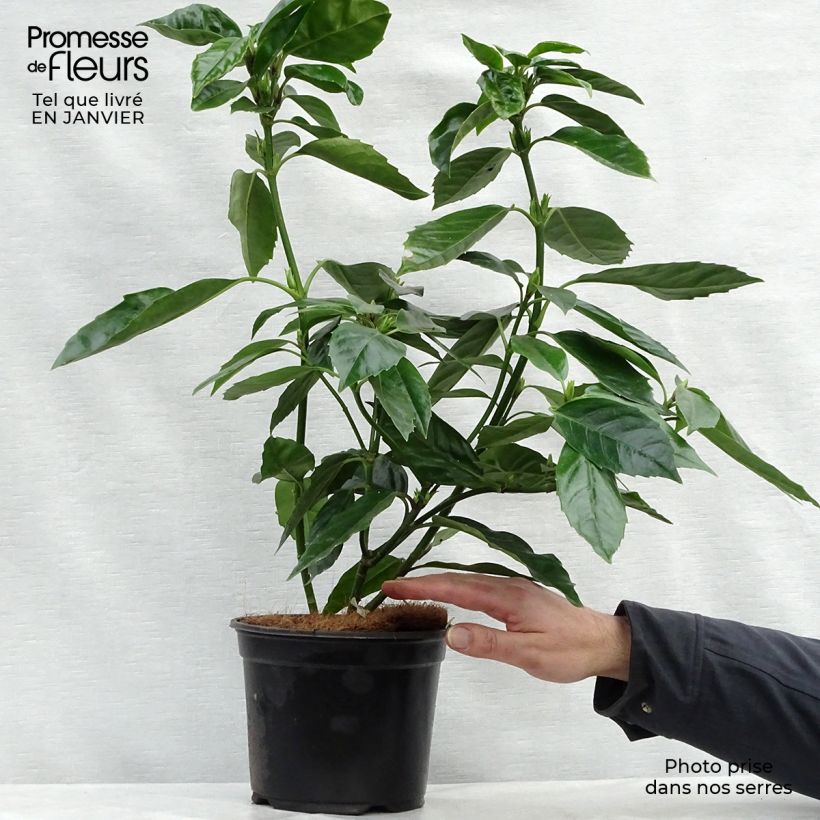 Spécimen de Aucuba japonica - Laurier du Japon tel que livré en hiver