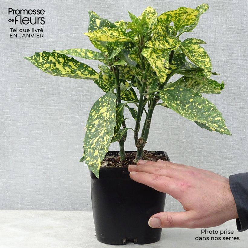 Spécimen de Aucuba japonica Crotonifolia tel que livré en hiver
