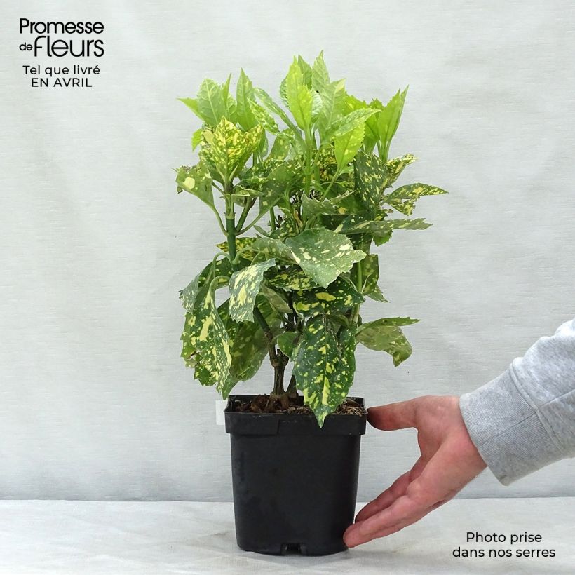 Spécimen de Aucuba japonica Crotonifolia 20/25cm en pot de 2L tel que livré au printemps