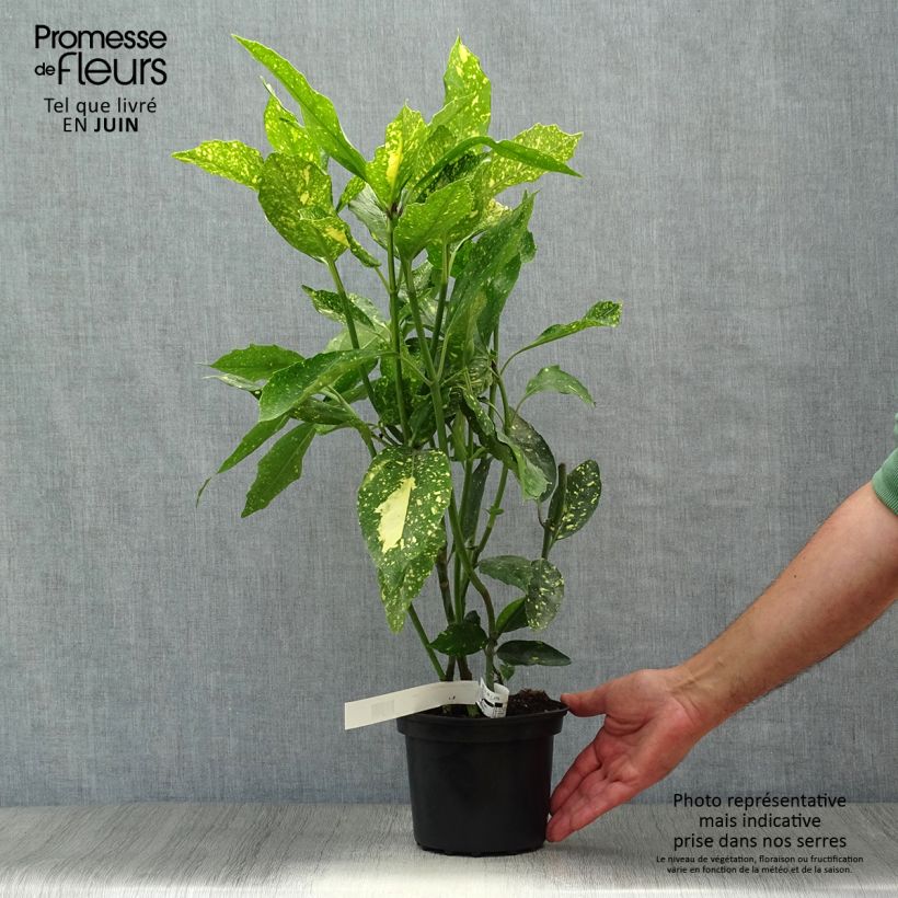 Spécimen de Aucuba japonica Crotonifolia Pot de 2L/3L tel que livré en été