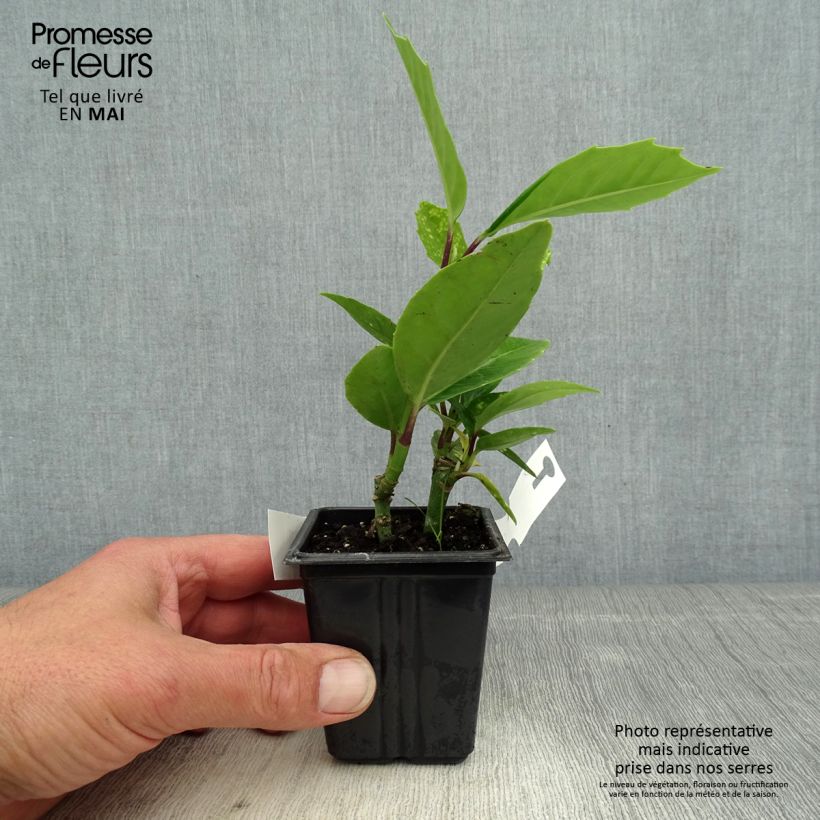 Spécimen de Aucuba japonica Crotonifolia en godet de 9cm tel que livré au printemps