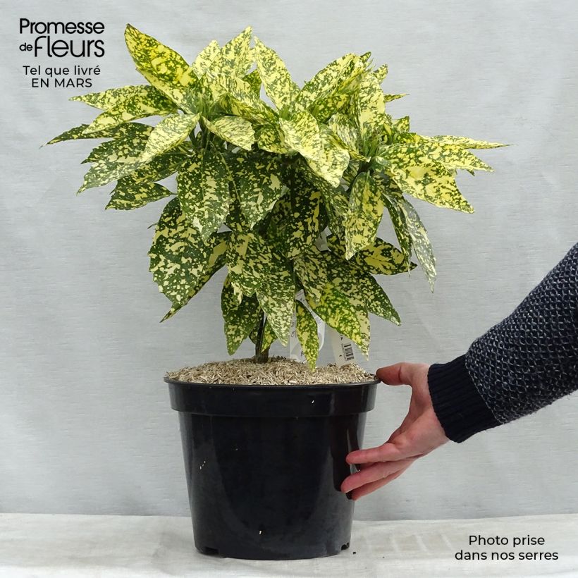Spécimen de Aucuba japonica Crotonifolia en pot de 7,5L/10L tel que livré au printemps