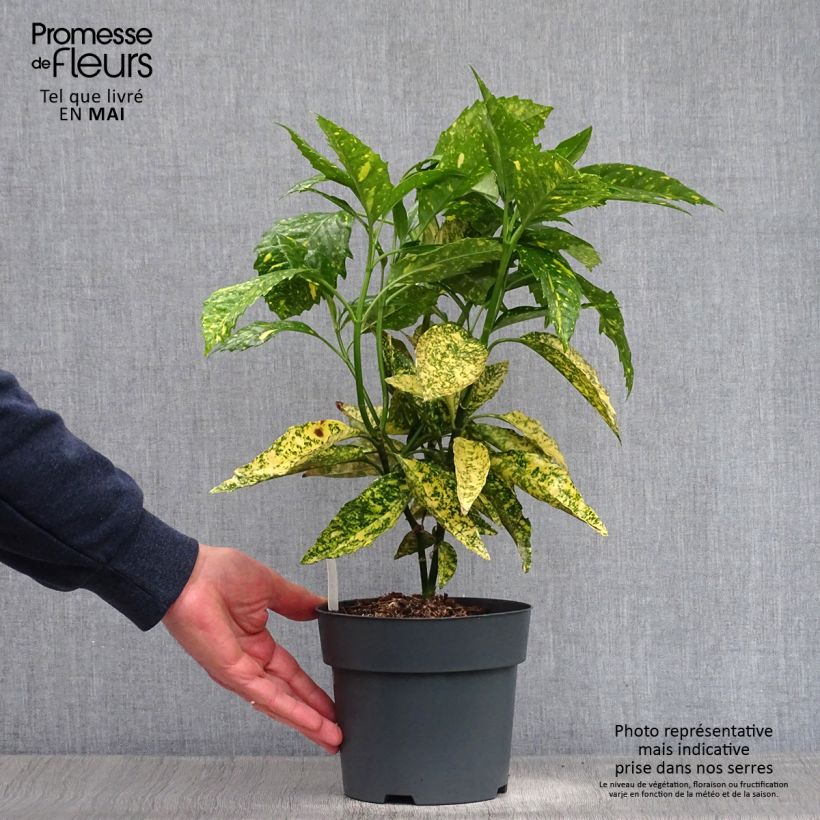 Spécimen de Aucuba japonica Golden king - Laurier du Japon panaché Pot de 2L/3L tel que livré au printemps