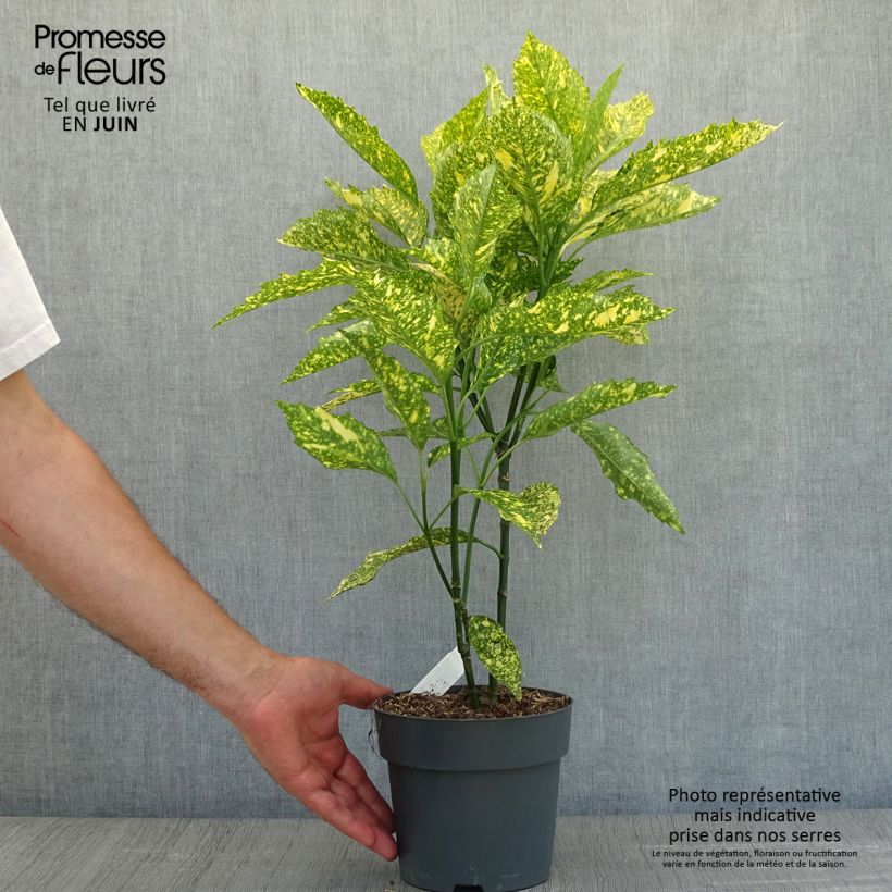 Spécimen de Aucuba japonica Golden king - Laurier du Japon panaché Pot de 2L/3L tel que livré en été