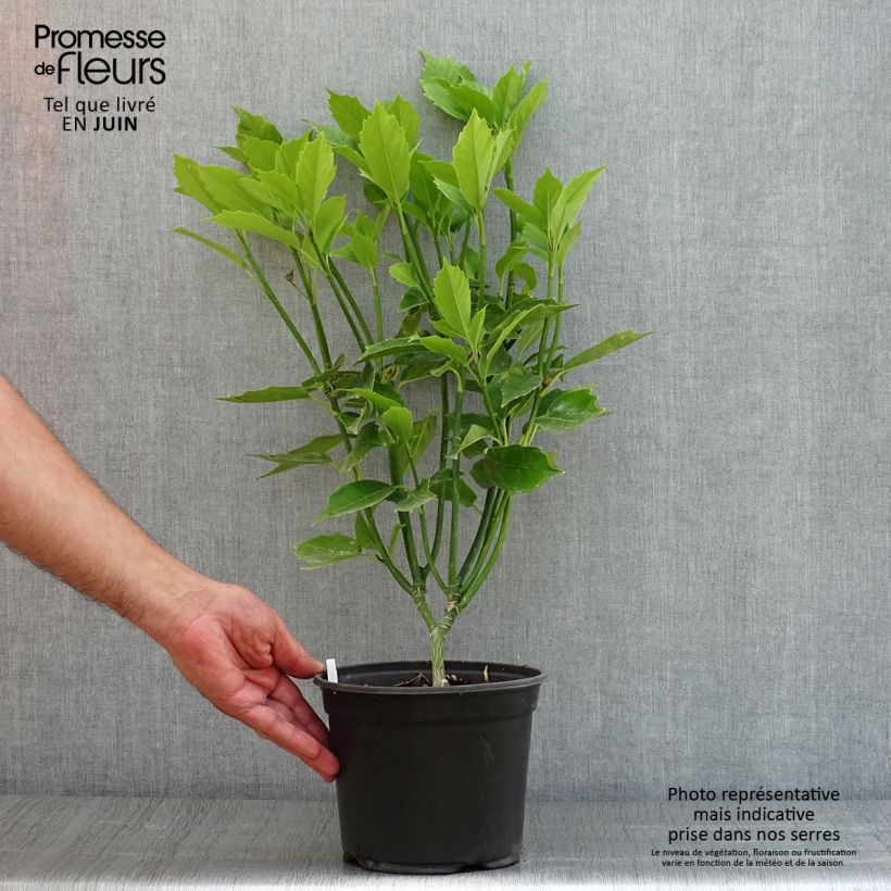 Spécimen de Aucuba japonica - Laurier du Japon Pot de 3L/4L tel que livré en été