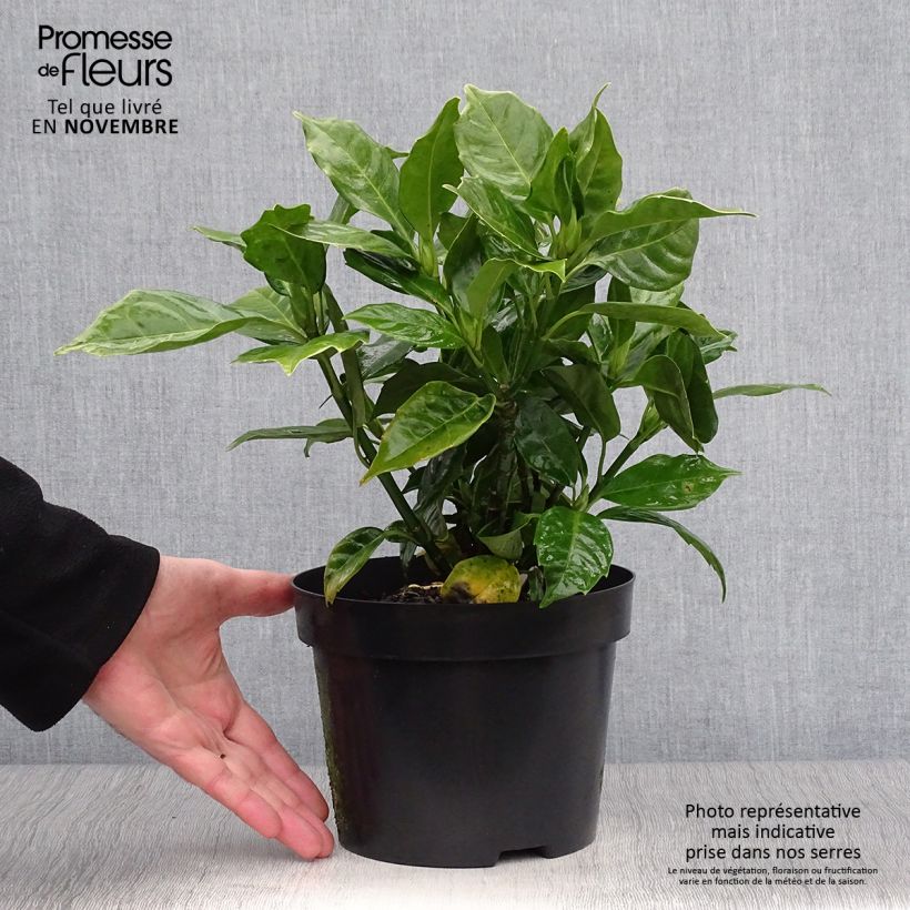 Spécimen de Aucuba japonica Rozannie - Aucuba du Japon  Pot de 2L/3L tel que livré en automne