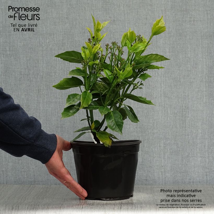 Spécimen de Aucuba japonica Rozannie - Aucuba du Japon  Pot de 2L/3L tel que livré au printemps