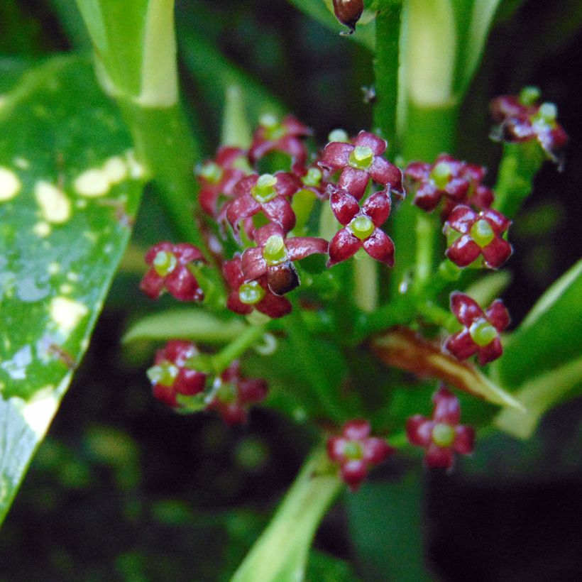 Aucuba japonica Variegata (Floraison)