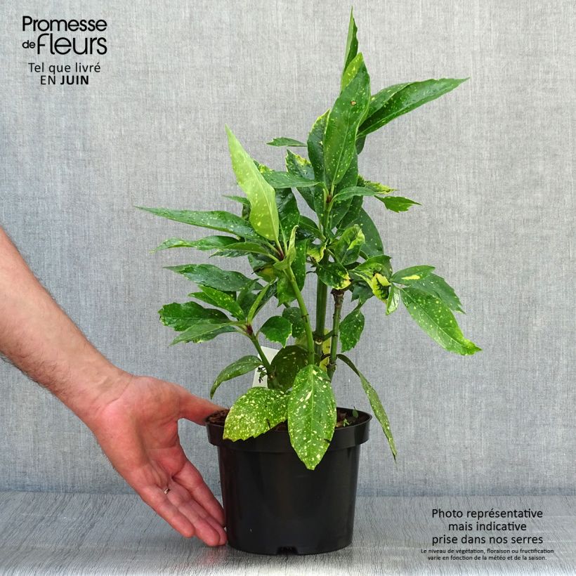 Spécimen de Aucuba japonica Variegata Pot de 2L/3L tel que livré en été