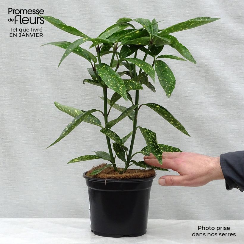 Spécimen de Aucuba japonica Variegata tel que livré en hiver