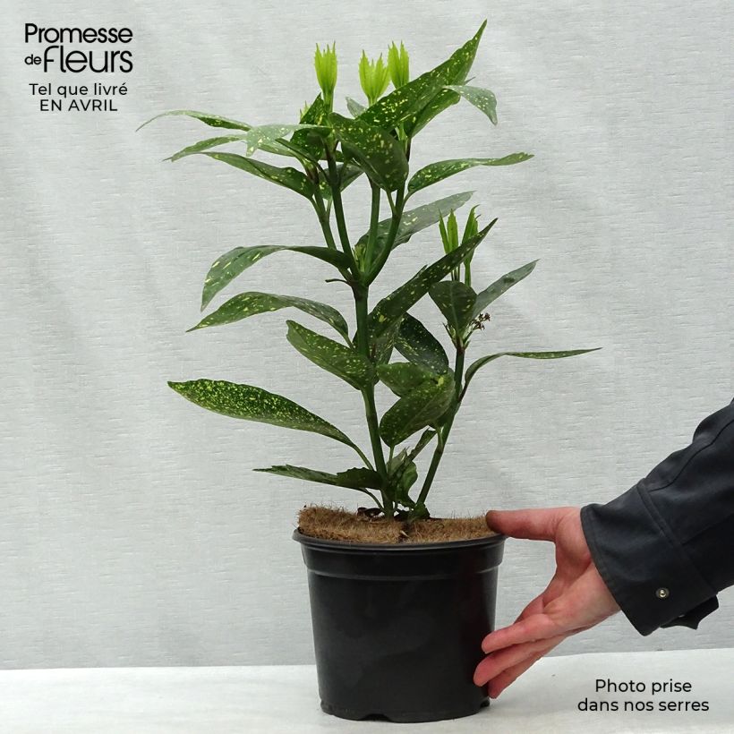 Spécimen de Aucuba japonica Variegata en pot de 2/3L tel que livré au printemps