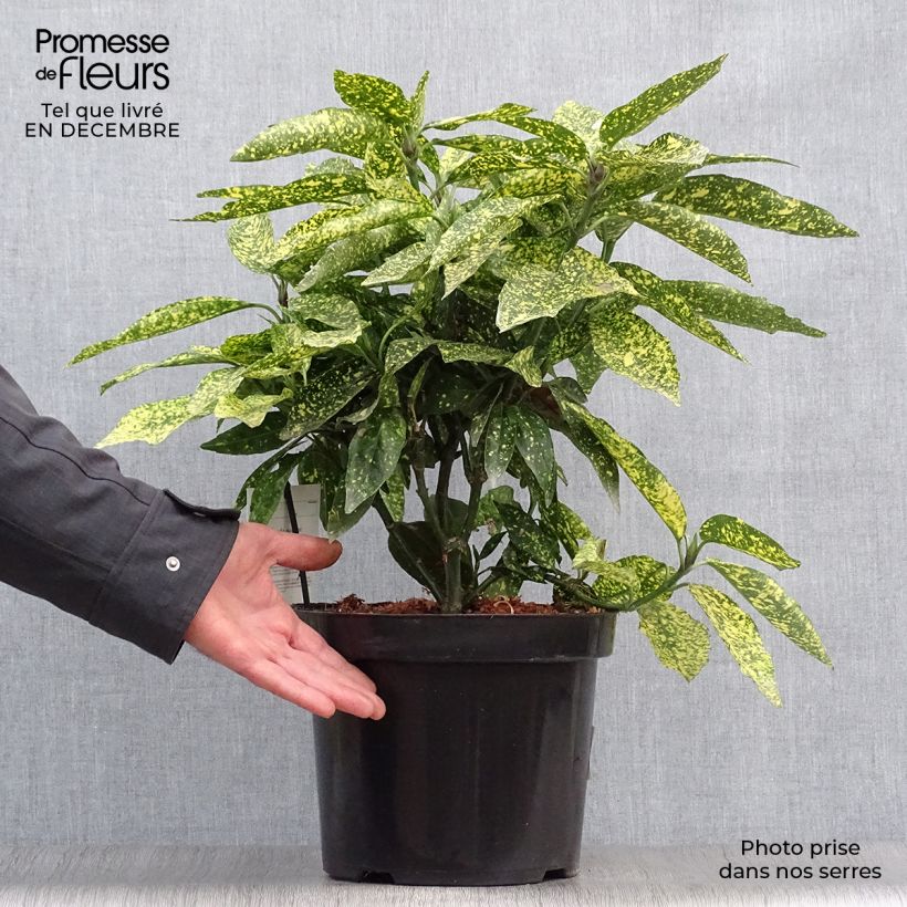 Spécimen de Aucuba japonica Variegata tel que livré en hiver