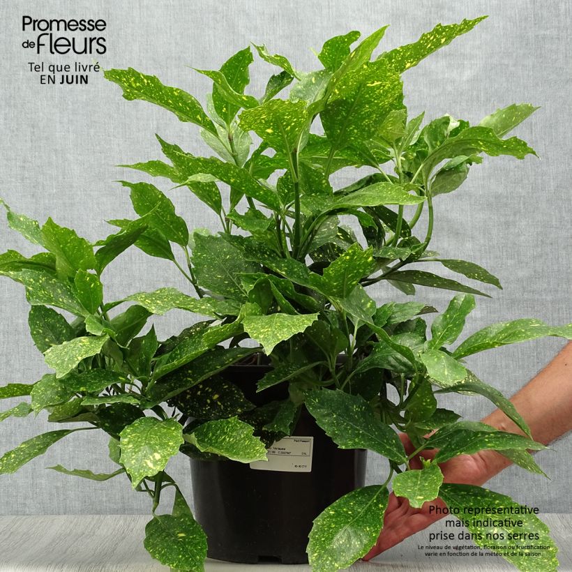 Spécimen de Aucuba japonica Variegata Pot de 7,5L/10L tel que livré en été