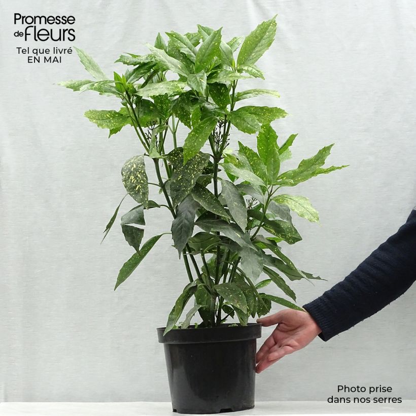 Spécimen de Aucuba japonica Variegata en pot de 7,5L/10L tel que livré au printemps