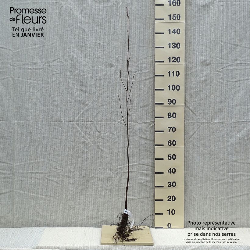 Spécimen de Aulne blanc - Alnus incana Racines nues tel que livré en hiver