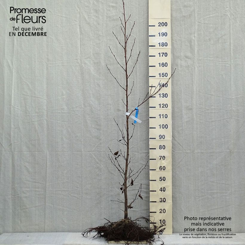 Spécimen de Aulne glutineux - Alnus glutinosa hauteur 150/175 en racines nues tel que livré en hiver