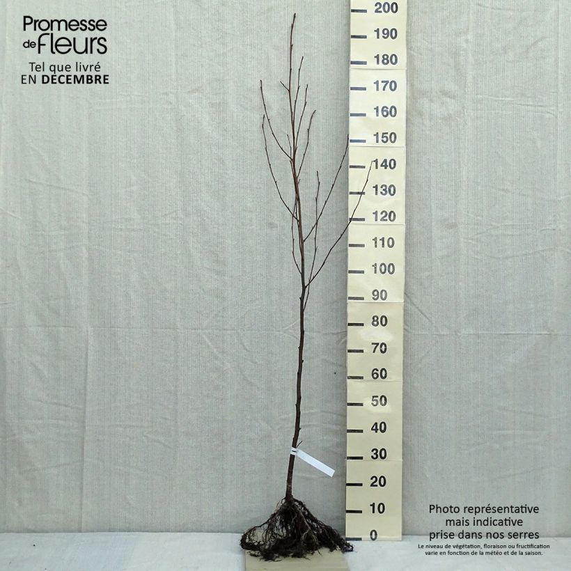 Spécimen de Aulne glutineux - Alnus glutinosa hauteur 90/120 en racines nues tel que livré en hiver