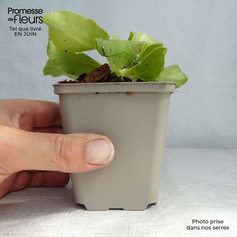 Spécimen de Auricule des jardins - Primula x pubescens  Godet de 8/9 cm tel que livré en été
