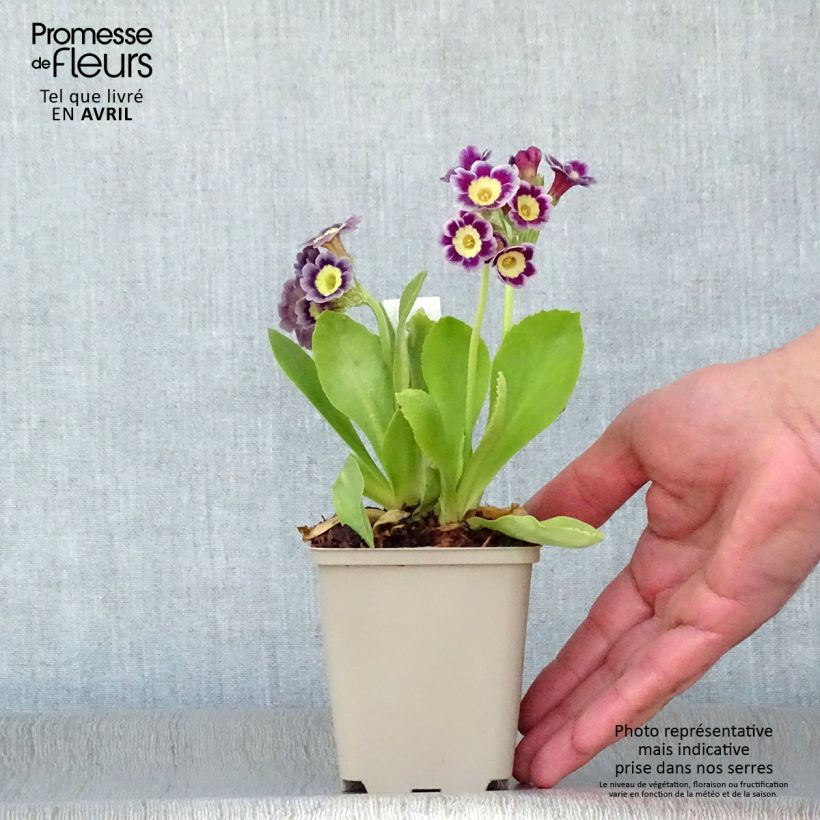 Spécimen de Auricule des jardins - Primula x pubescens  Godet de 9cm tel que livré au printemps