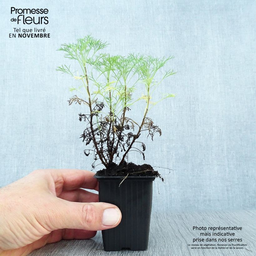 Spécimen de Aurone - Artemisia abrotanum Godet de 7/8 cm tel que livré en automne