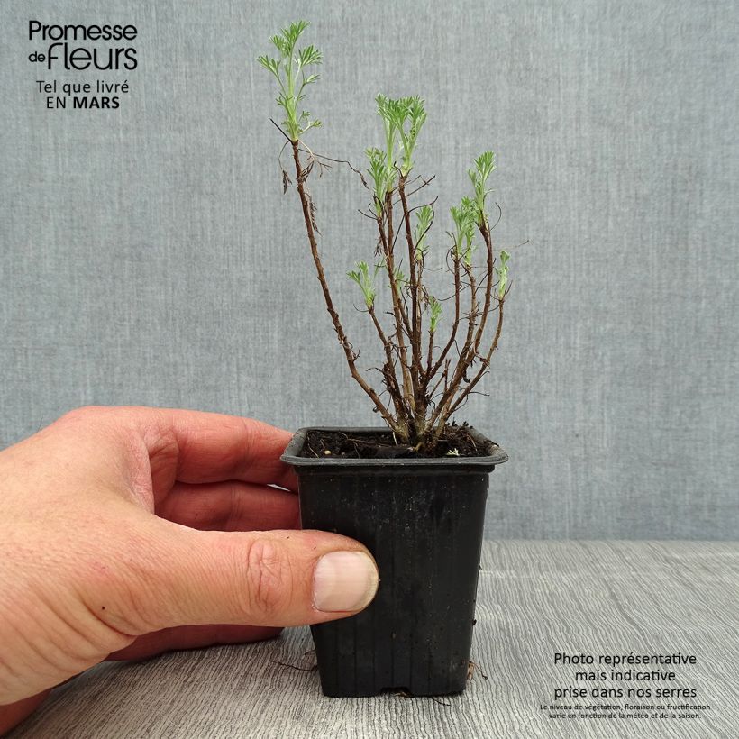 Spécimen de Aurone - Artemisia abrotanum Godet de 9cm tel que livré au printemps