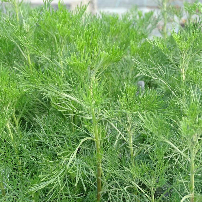 Aurone - Artemisia abrotanum (Feuillage)