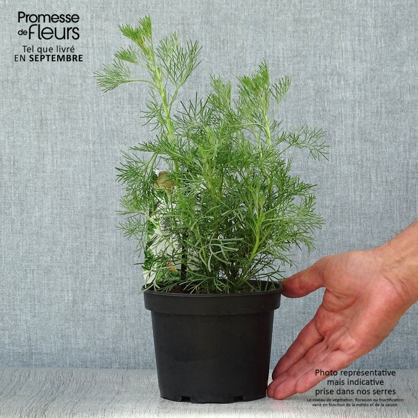 Spécimen de Aurone - Artemisia abrotanum Pot de 1,5L/2L tel que livré en automne