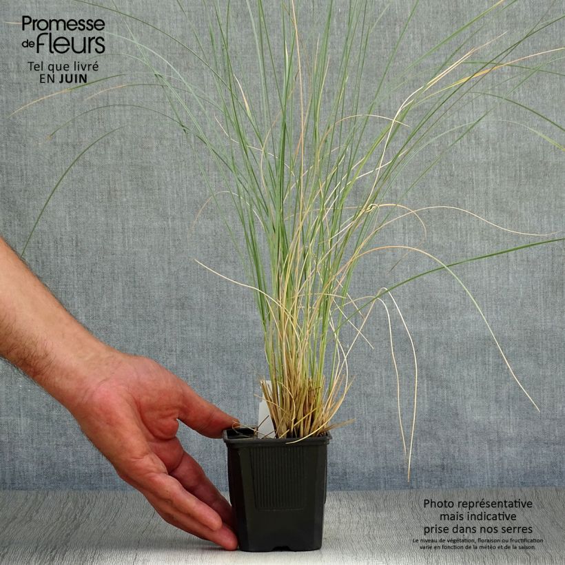 Spécimen de Avoine bleue - Helictotrichon sempervirens Pendula Godet de 8/9 cm tel que livré en été