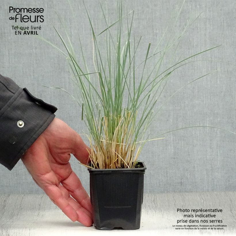 Spécimen de Avoine bleue - Helictotrichon sempervirens Pendula Godet de 8 cm tel que livré au printemps