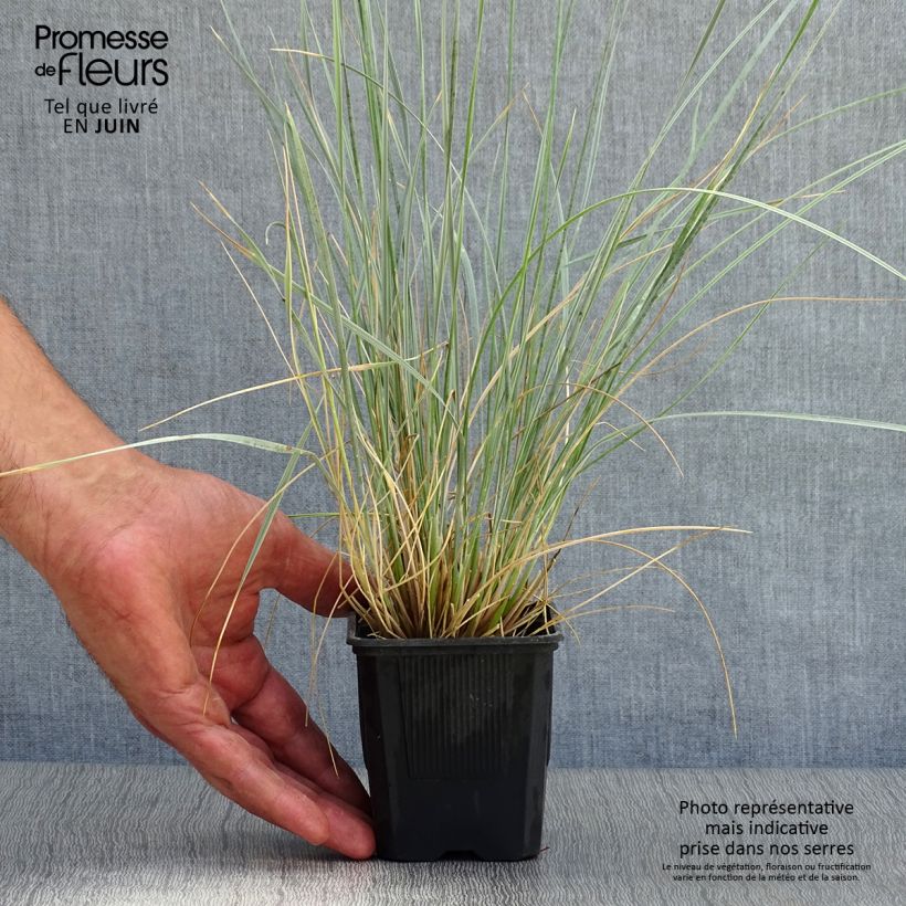 Spécimen de Avoine bleue - Helictotrichon sempervirens Godet de 8/9 cm tel que livré en été