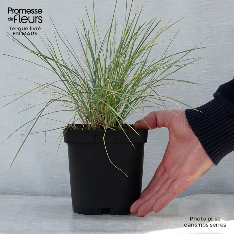 Spécimen de Avoine bleue - Helictotrichon sempervirens en pot de 2/3L tel que livré au printemps