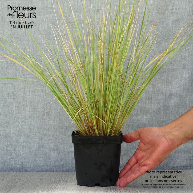 Spécimen de Avoine bleue - Helictotrichon sempervirens Pot de 2L/3L tel que livré en été