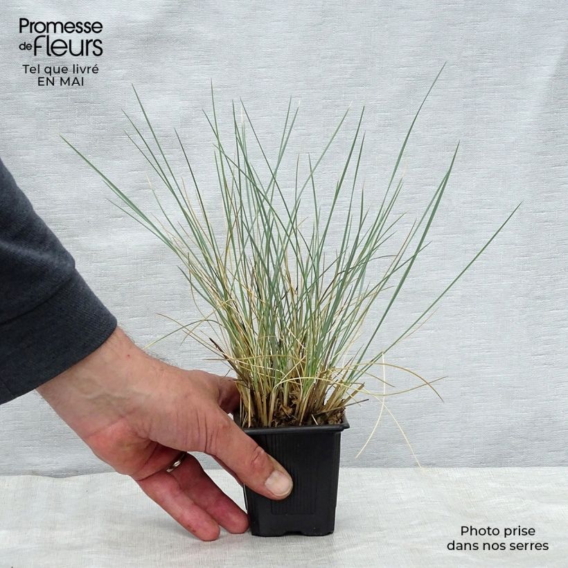 Spécimen de Avoine bleue - Helictotrichon sempervirens en godet de 9 cm tel que livré au printemps