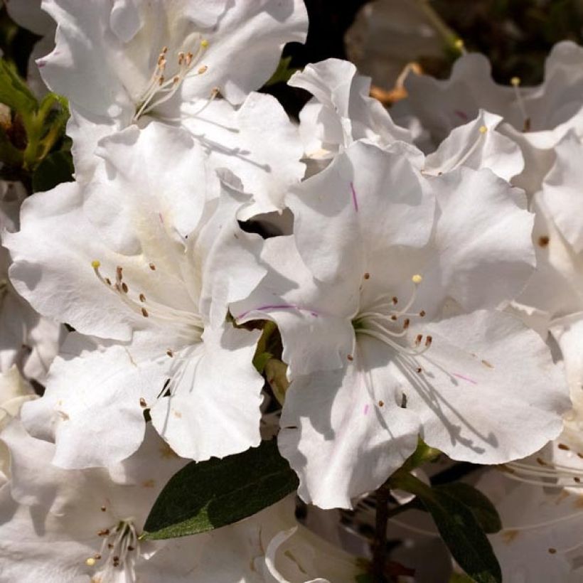 Azalée hybride ENCORE® Lily (Floraison)