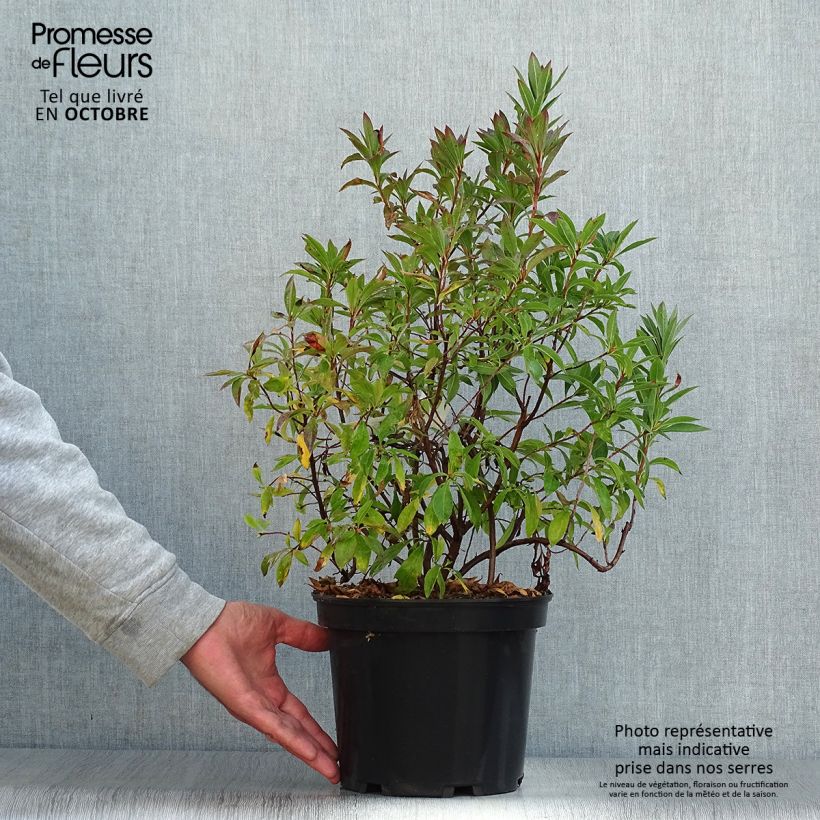 Spécimen de Azalée caduque - Azalea canescens Pot de 4L/5L tel que livré en automne
