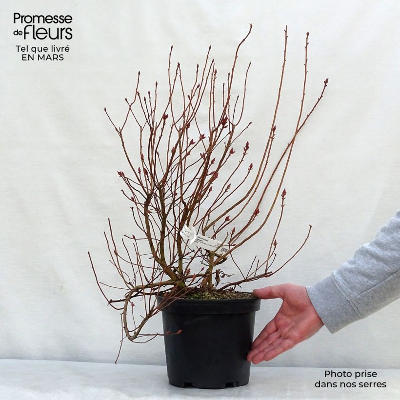 Spécimen de Azalée caduque - Azalea canescens Pot de 4L/5LHauteur livrée env. 30+cm tel que livré au printemps