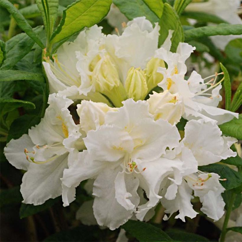 Azalée de Chine White Frills - Azalea mollis (Floraison)