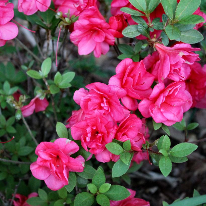 Azalée du Japon Christina - Rhododendron hybride. (Floraison)