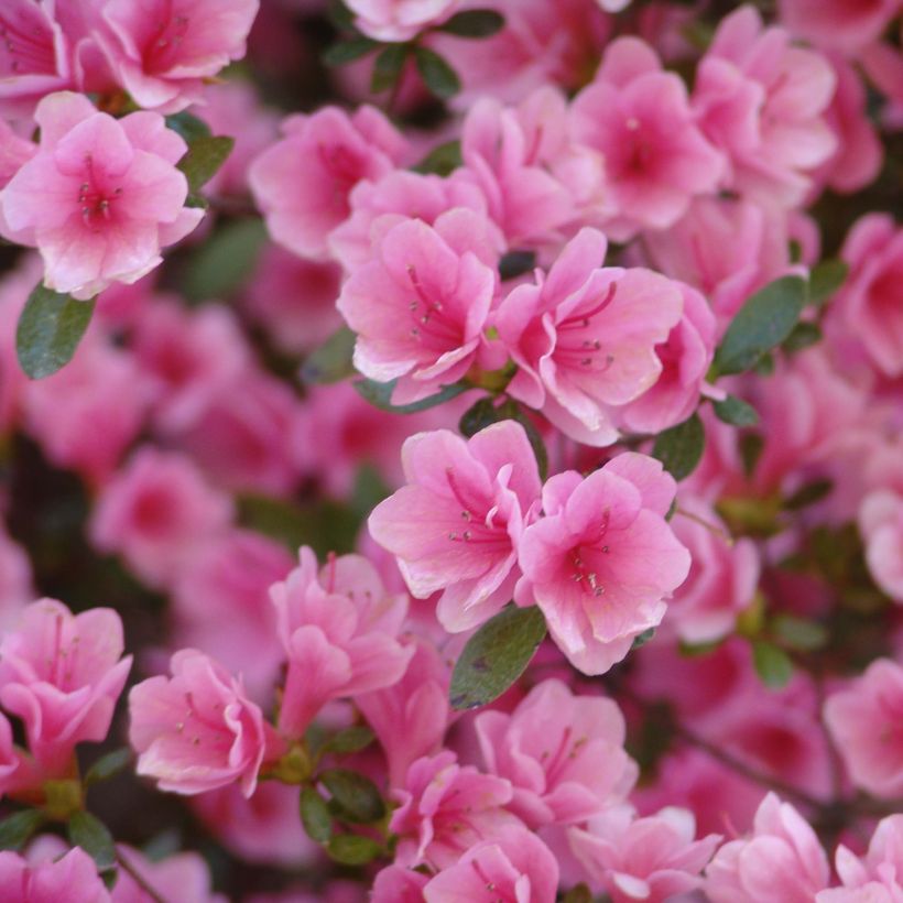 Azalée du Japon Kirin - Rhododendron hybride (Floraison)