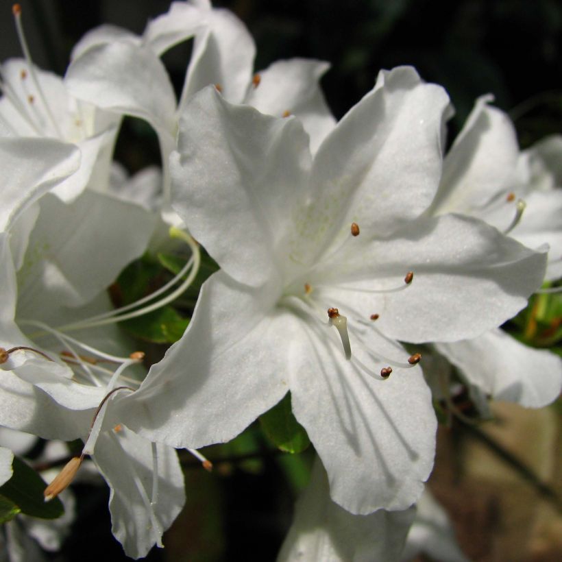 Azalée du Japon Palestrina - Rhododendron hybride (Floraison)