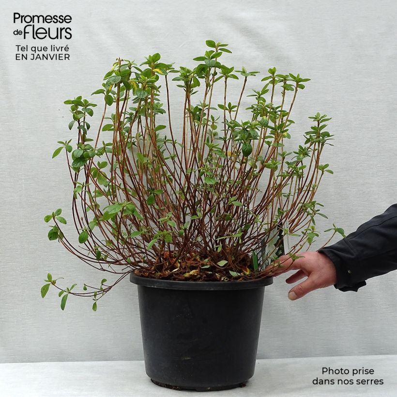 Spécimen de Azalée du Japon Palestrina - Rhododendron hybride Pot de 12L/15LHauteur livrée env. 60/70cm tel que livré en hiver