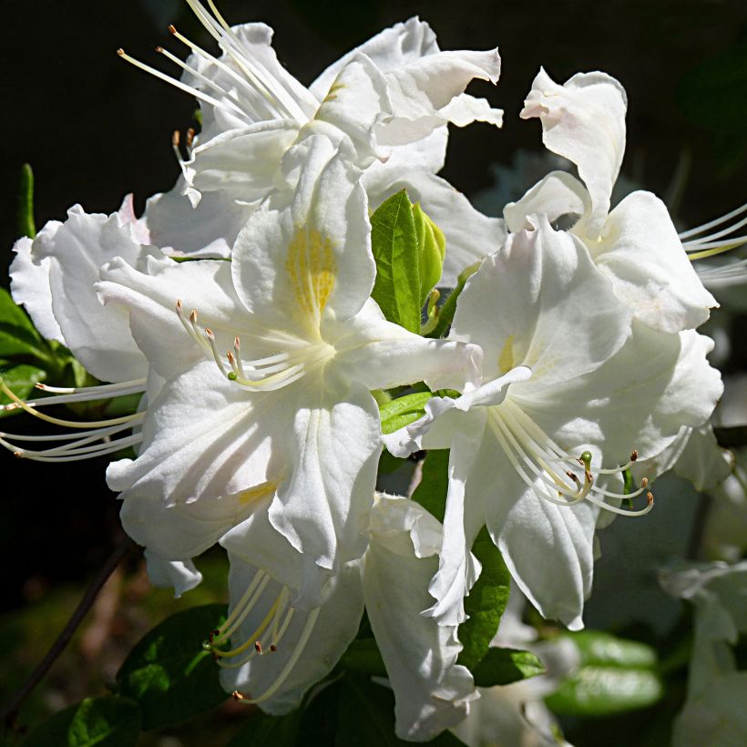 Azalea mollis Oxydol ou Rhododendron, Azalée (Floraison)