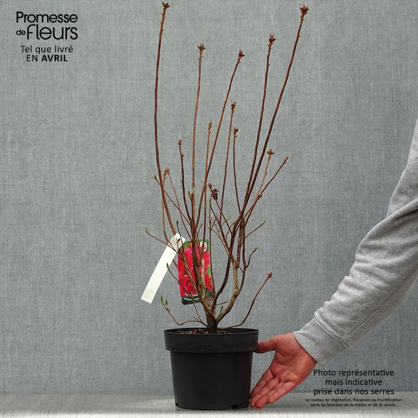 Spécimen de Azalée de Chine Karminduft - Rhododendron viscosum  Pot de 4L/5LHauteur livrée env. 30/40cm tel que livré au printemps