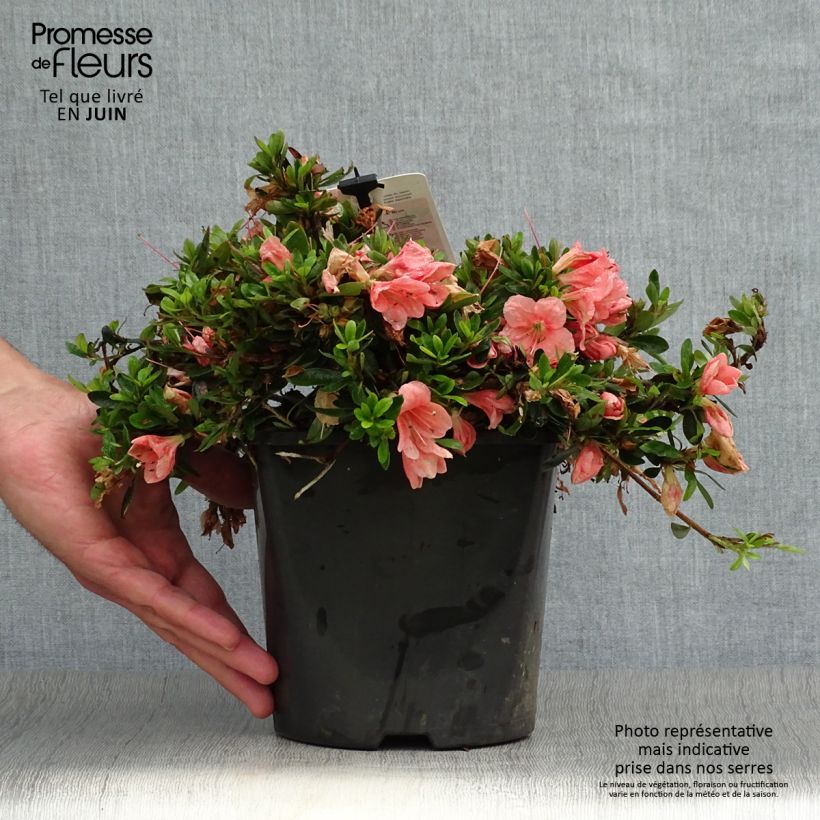 Spécimen de Azalée couvre-sol Pink Cascade - Azalea nakaharae Pot de 2L/3L tel que livré en été